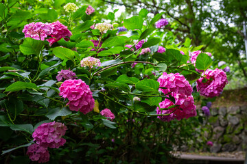 京都市の智積院で見た、カラフルなピンク色の紫陽花