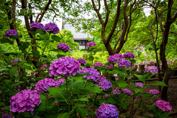 京都市の智積院で見た、カラフルなピンク色の紫陽花