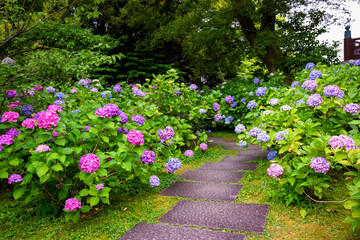 京都市の智積院で見た、ピンクや紫色などのカラフルな紫陽花が広がる庭園