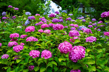 京都市の智積院で見た、ピンクや紫色などのカラフルな紫陽花
