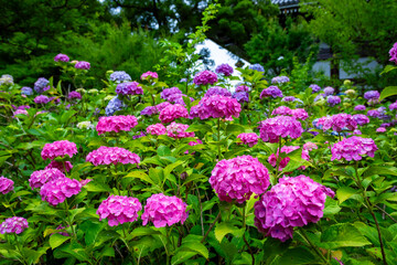 京都市の智積院で見た、ピンクや紫色などのカラフルな紫陽花