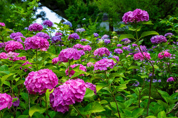 京都市の智積院で見た、ピンクや紫色などのカラフルな紫陽花