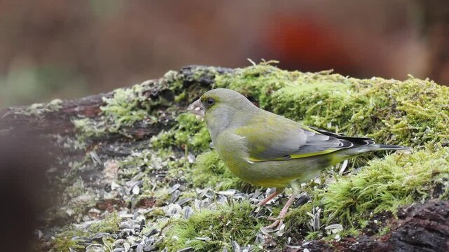 Gr&uuml;nfink&nbsp;(Chloris chloris)  