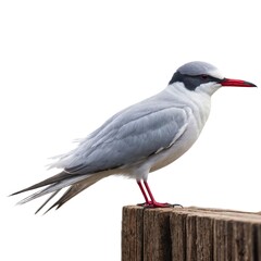 Fototapeta premium Antarctic tern bird on white background, Ai Generated. standing tern bird on white, PNG. side view tern bird on white, PNG. 