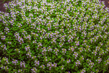 A dense carpet of thyme with tiny, light purple flowers blooming amidst green leaves.