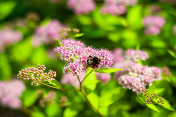 Bee on Pink Spirea Blossoms