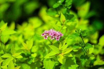 A cluster of small, light pink flowers blossoms among vibrant, bright green leaves