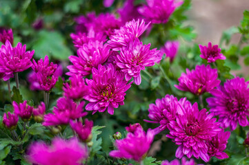Close-up view of vibrant purple chrysanthemum flowers in full bloom, densely clustered together