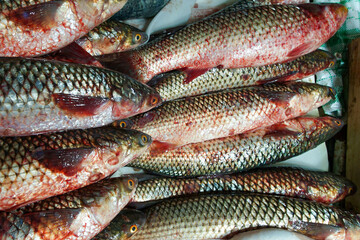 Freshly caught gray mullet lies on the counter of the fish market........