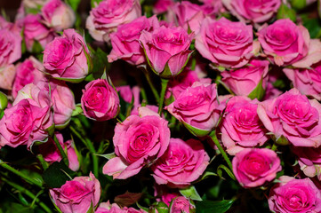 Close-up view of a bouquet of many pink roses