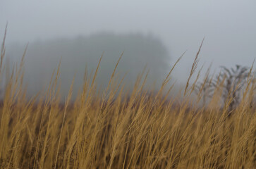 Obraz premium Golden grass in autumn mist with blurred tree silhouette in the background. High quality photo