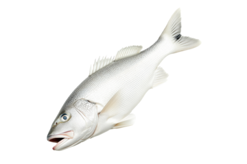 Haddock fish isolated on white transparent background, concept of marine life.