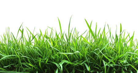 Fototapeta premium Lush green grass sways gently under a bright sky in a peaceful outdoor setting isolated on transparent background