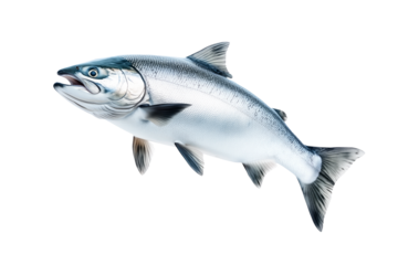 Silver salmon fish with fine details, textured scales and fins isolated on white transparent background. Concept of aquatic life