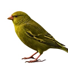 Uluguru Bushshrike a full body. American Goldfinch Bird Transparent Background. Vibrant Goldfinch on White Background.
