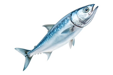 Fresh Spanish mackerel fish with detailed scales and fins isolated on white transparent background. Concept of seafood and marine life