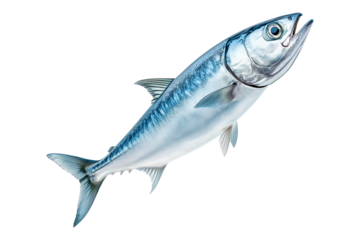 Fresh Spanish mackerel fish with detailed scales and fins isolated on white transparent background. Concept of seafood and marine life