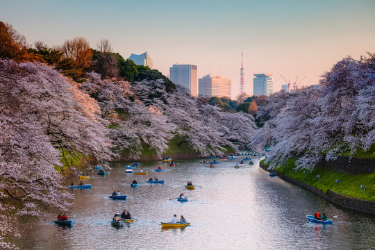 Chidorgafuchi moat with people on boats and cherry trees at sunset, Tokyo, Japan