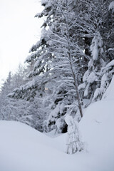 snow covered trees in the mountains