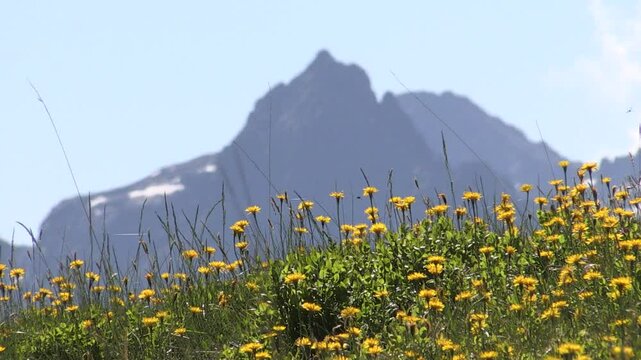 Becco's Lace and Dandelion Flowers