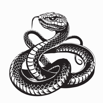 Snake Cobra Image vector. Snake Cobra Stock Illustration on white background.