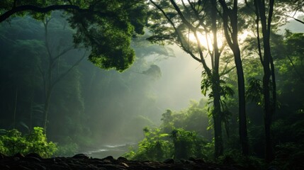 Obraz premium Sunlight filters through dense rainforest foliage, creating a tranquil atmosphere during the early morning hours