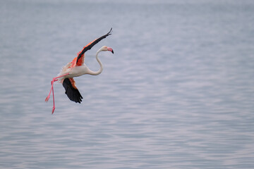 A vibrant flamingo gracefully gliding over Walvis Bay, Namibia. Its striking pink and black wings contrast with the serene, reflective water.