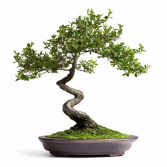 A carefully pruned bonsai tree with delicate branches, isolated on a white background, showcasing its miniature beauty
