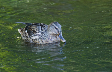 female mallard duck on the lake,  cute female mallard duck looks down,  duck from the front, beak, feathers, green colors on the lake