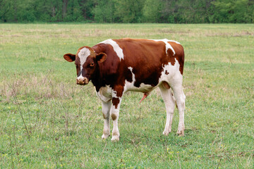 A young bull with erect penis stands in a green field, displaying natural rural behavior. © Chmutphoto