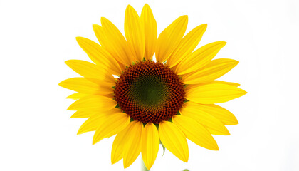 Fototapeta premium A bright yellow sunflower isolated on a white background