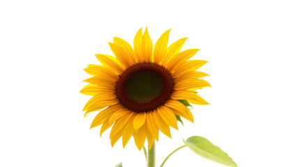 Obraz premium Single sunflower isolated on white background