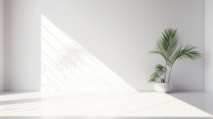 Minimalist Room Interior with Sunlight and Potted Plant in White Space. National Simplicity Day. Interior design studios. Minimalist lifestyle. Sustainable living. 