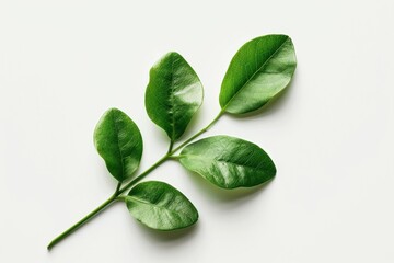 Fresh Green Leaves on a Branch - Natural Beauty