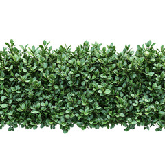 Fototapeta premium Panoramic view of green shrubbery isolated on white background 