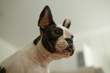Portrait of adorable pied French bulldog with big eyes sitting obediently and looking away captured at home against blurred background