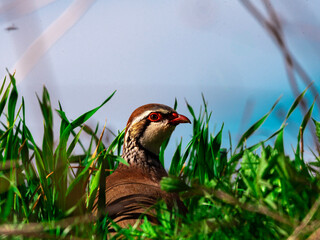 Bird in the field, half hidden among the grass.