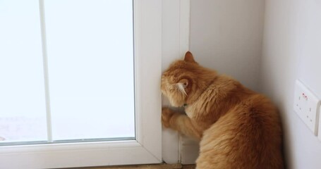 Cute active orange cat in green collar scratching door with paw for opening. Furry ginger pet asking to come in or out with risk of interior damage, suffering from anxiety, feeling concern