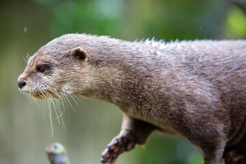 Fischotter, Otter, Regen