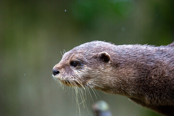 Fototapeta premium Fischotter, Otter, Regen