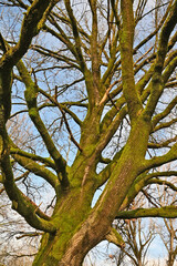 Inverno in Lombardia, campagna, giardini e bosco del lago di Basiglio e Milano 3