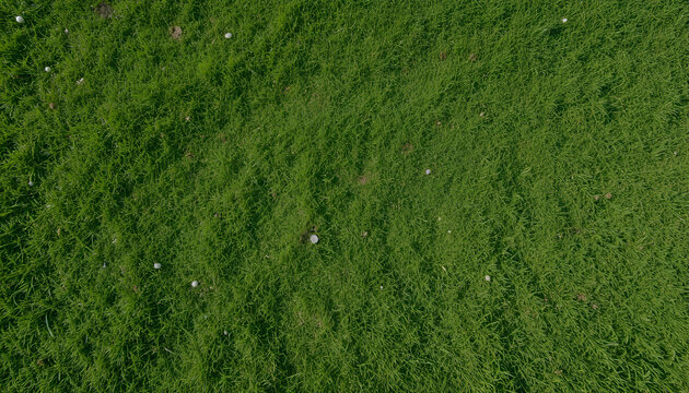 Golf fairway grass texture top view
