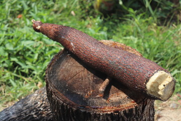 Fototapeta premium Fresh Cassava Roots – Tropical Tuber Crop from Southeast AsiaRaw Cassava (Yuca) – Organic Root Vegetable for Traditional Cooking