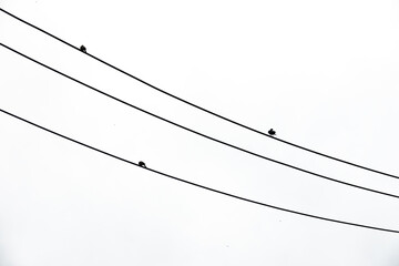 A wire with three birds on it. The birds are on the wire and are not in the air