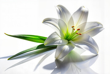 Fototapeta premium White lily flower close-up on clean white reflective background