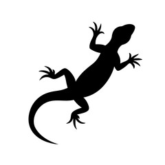 silhouette of a lizard