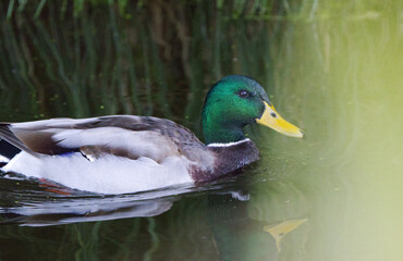 close up beautiful male duck, feathers mallard, turquoise plumage of a waterfowl, yellow beak, drops dripping from the head, water droplets on the feathers