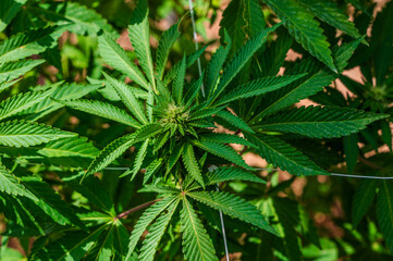 Close up green organic cannabis leaves planting in local marijuana farming