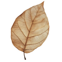 Obraz premium Dried leaf, studio shot, white background, nature detail, design element