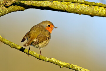 Rotkehlchen // European robin (Erithacus rubecula) 
